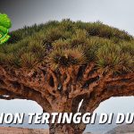 Pohon Tertinggi Di Dunia