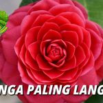 Bunga Middlemist Merah