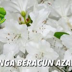 Bunga Azalea