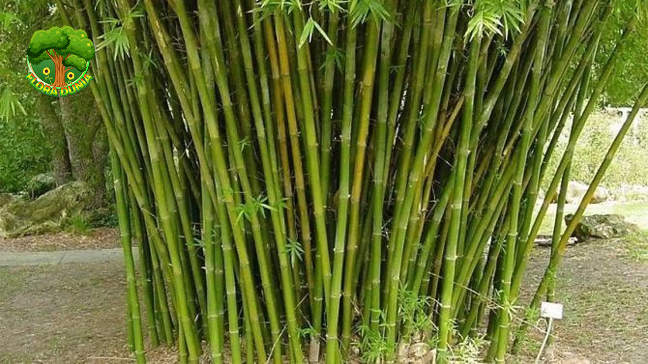 Pohon Bambu