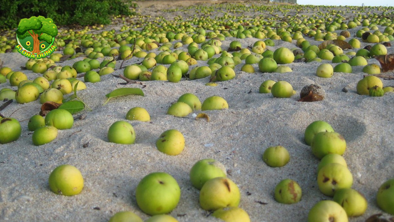 Pohon Manchineel