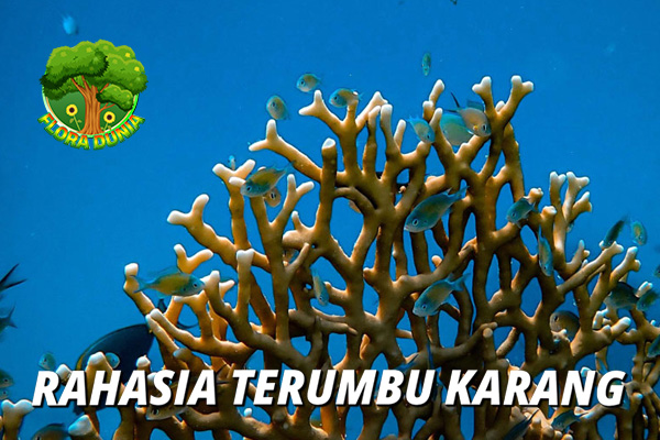 Terumbu Karang