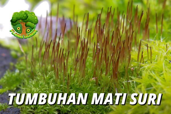 Tumbuhan yang Mampu Hidup Kembali: Keajaiban Botani