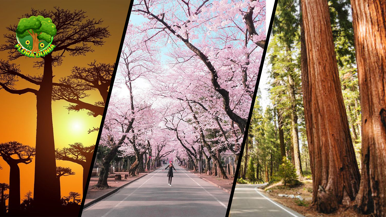 Pohon Tercantik Dunia