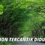 Pohon Tercantik Dunia