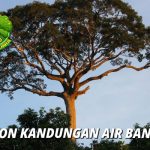 Pohon dengan Kandungan Air