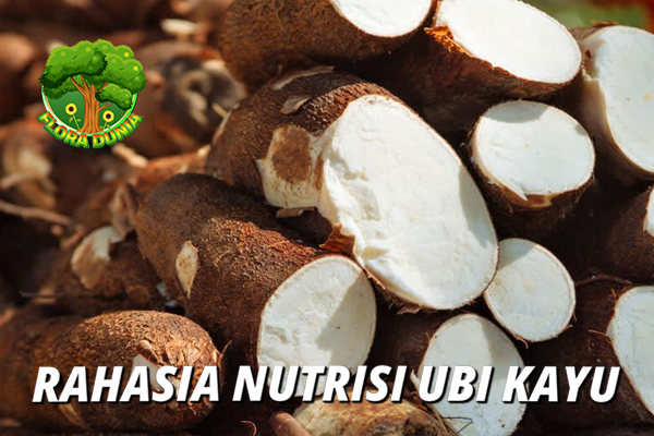 Rahasia Nutrisi Ubi Kayu: Superfood Tropis yang Wajib Dicoba!