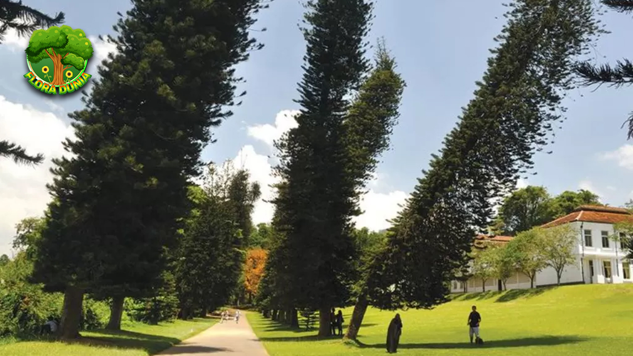 Araucaria Columnaris