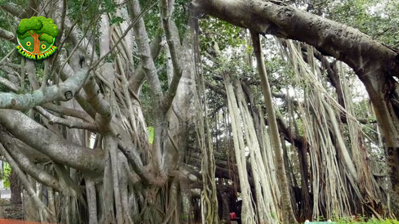Pohon dengan Akar Terbesar