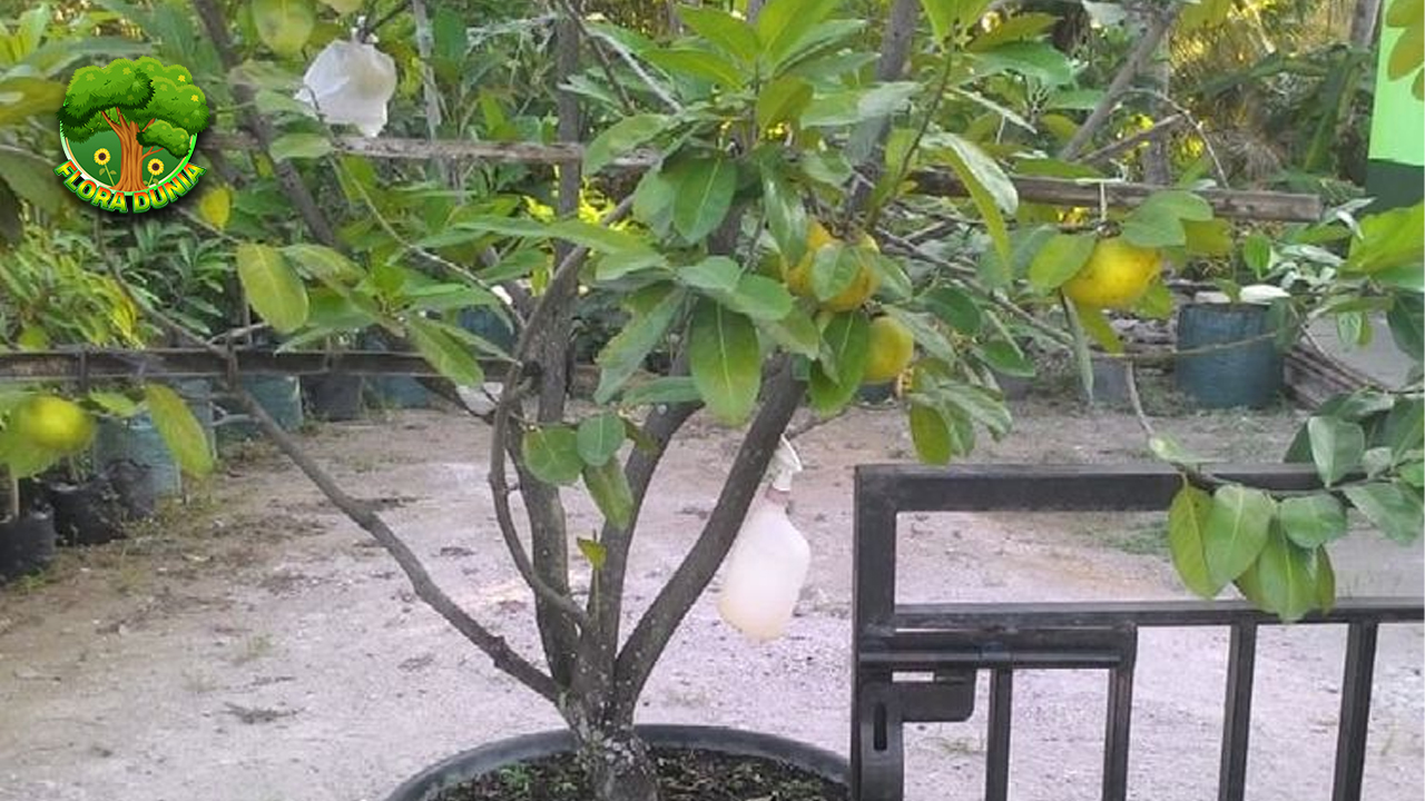 Pernah Coba? Black Sapote, Buah Eksotis yang Bikin Ketagihan!