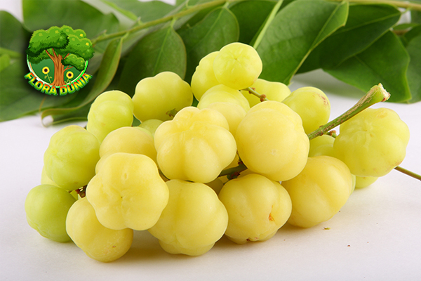 Manfaat Luar Biasa Buah Cermei, Dijamin Bikin Kamu Terkejut!