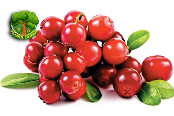 Cranberry: Buah Kecil Berkhasiat Besar yang Jarang Diketahui!