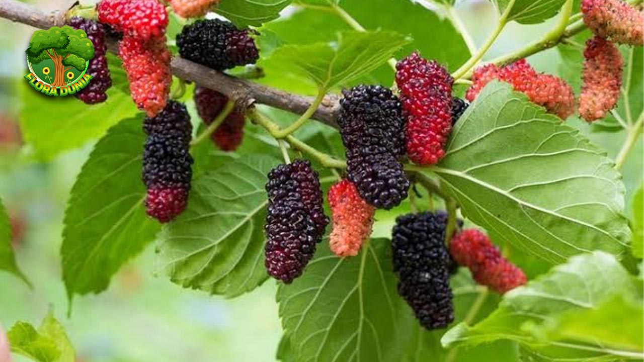 Khasiat Tersembunyi di Balik Buah Murbei: Jangan Lewatkan!