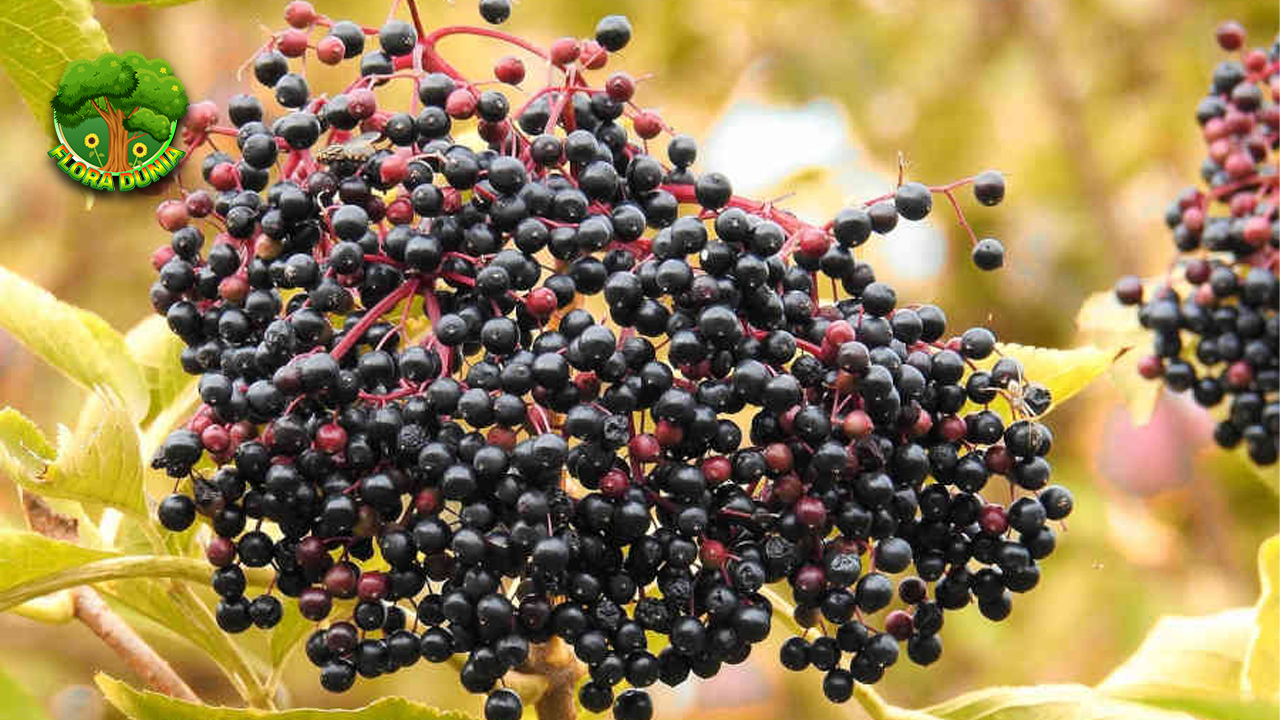 Elderberry: Jaga Imunitas Tubuh dengan Buah Kecil yang Ampuh!