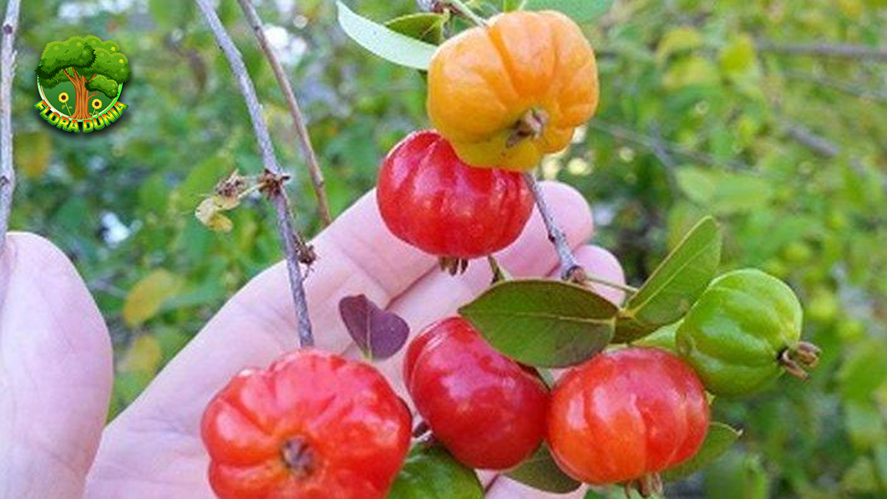 Dewandaru: Buah Eksotis dengan Rasa dan Khasiat Luar Biasa!