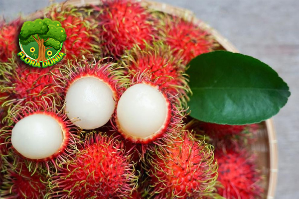 Rambutan: Buah Merah Penuh Kejutan, Manis dan Menyegarkan!