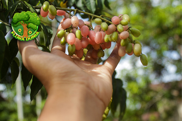 Kenalan dengan Buah Wampee: Lezat dengan Segudang Manfaat!