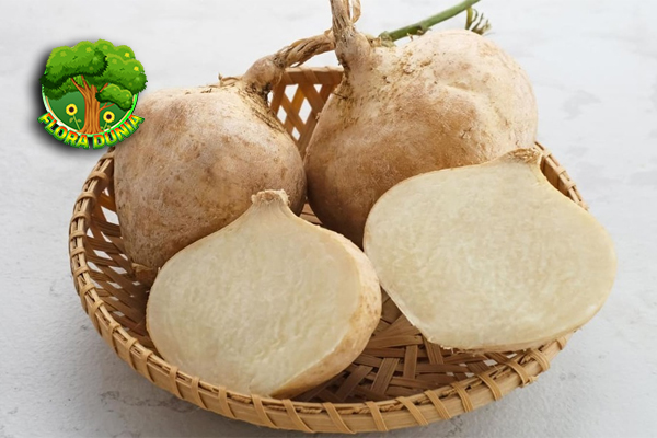 Bukan Sekadar Buah, Bengkuang Punya Cerita Tersendiri!