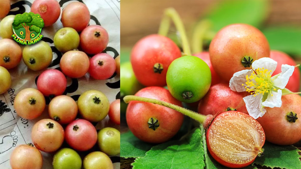 Tak Hanya Enak Inilah Manfaat Sehat dari Buah Kersen!