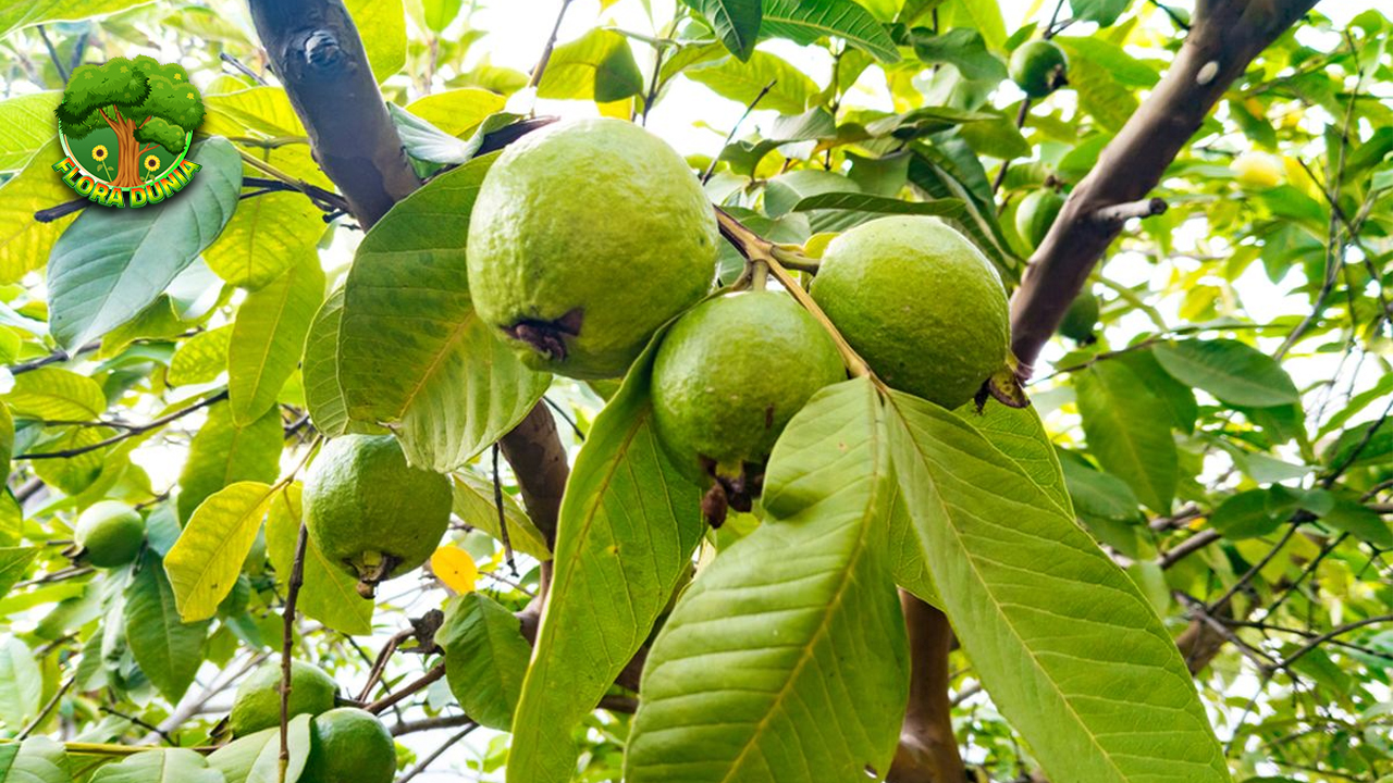 Jambu Biji: Buah Segar dengan Segudang Manfaat Kesehatan