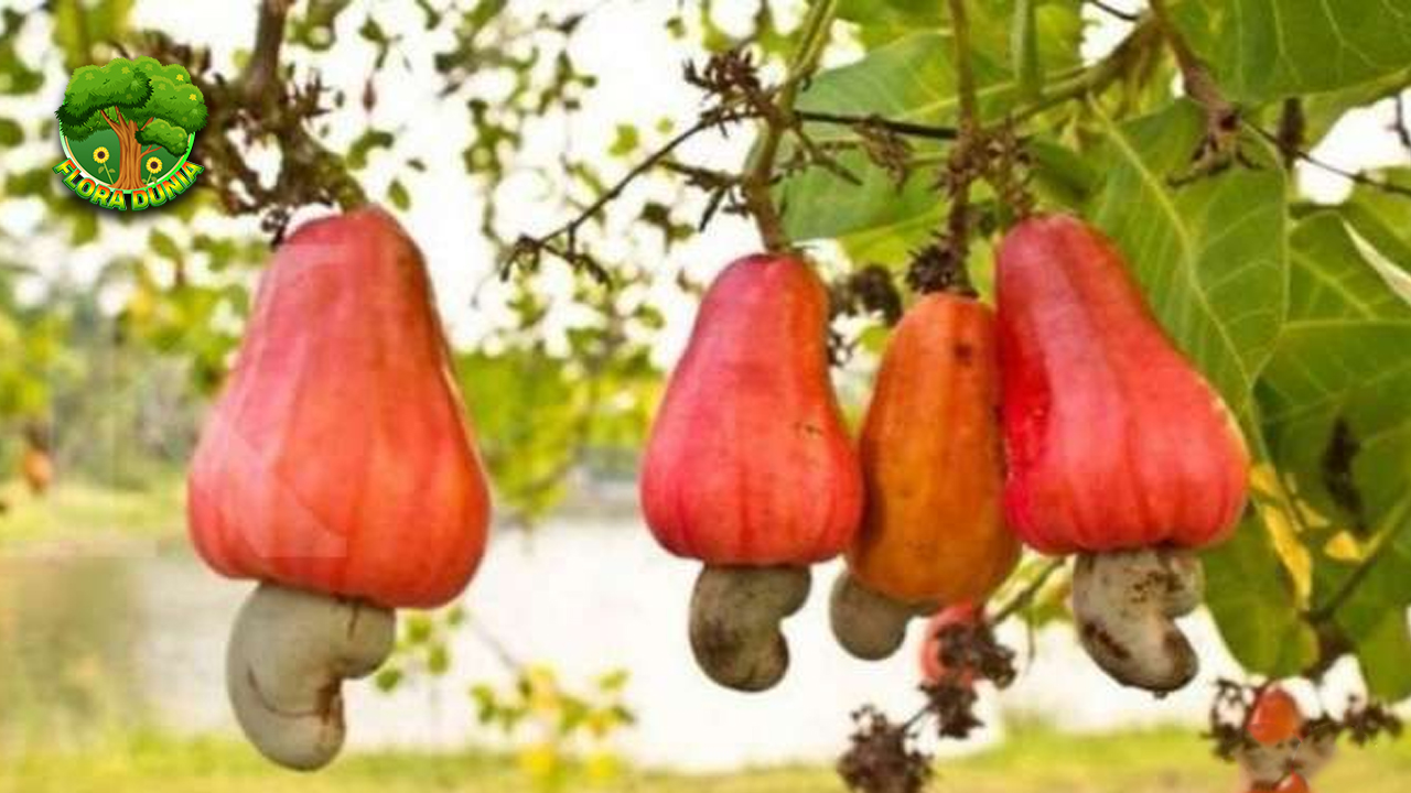 Buah Mede: Si Imut Berbentuk Aneh, Tapi Kaya Manfaat!