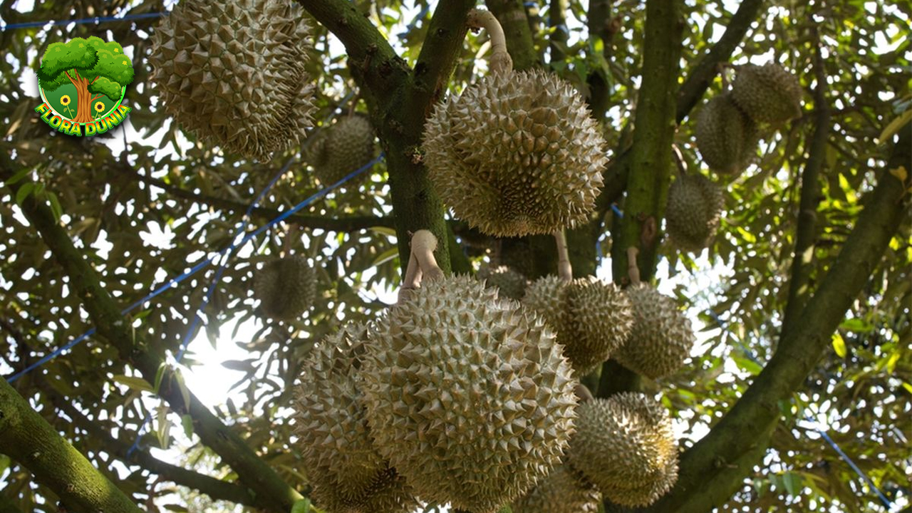 Durian: Si Raja Bau yang Bikin Nagih Sekaligus Benci!