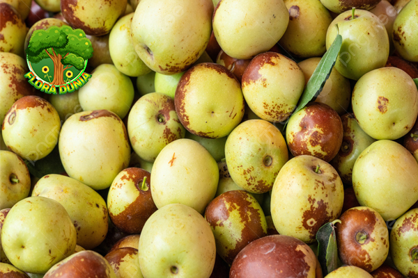 Buah Jujube Si Pendatang Eksotis yang Bikin Penasaran!