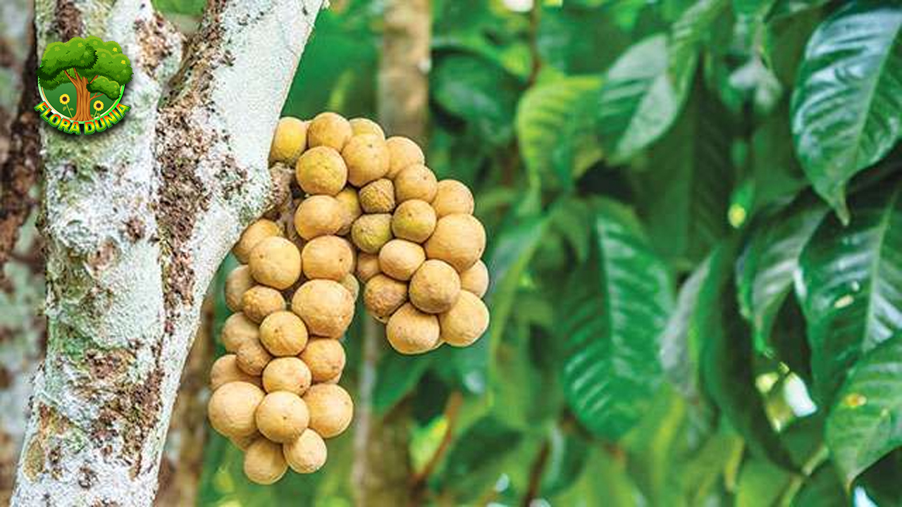 Langsat Bukan Sembarangan, Manfaatnya Bikin Kaget! Buah mungil dengan kulit kekuningan ini sering dipandang sebelah mata. Padahal, di balik tampangnya yang sederhana, langsat menyimpan segudang kejutan. Rasanya yang manis agak asam memang bikin nagih, tapi tunggu dulu—bukan cuma soal rasa. Tubuh kamu bisa dapet banyak ‘bonus’ kalau rutin konsumsi buah ini. Jadi, sebelum kamu buang langsat ke keranjang tanpa mikir dua kali, mending baca sampai habis. Si mungil ini bukan main-main urusan manfaat! Si Bule Kecil dari Hutan Tropis Langsat mungkin nggak seterkenal durian atau mangga, tapi siapa sangka buah yang biasa nongol di pasar tradisional ini punya sejarah panjang? Dari hutan tropis Asia Tenggara, langsat menyebar ke berbagai wilayah karena daya tariknya yang sederhana tapi bikin penasaran. Meski bentuknya mirip duku, tekstur daging buah langsat lebih lembut dan juicy. Bahkan beberapa orang lebih milih langsat karena rasa asam-manisnya yang lebih balance. Tapi bukan cuma itu yang bikin langsat patut diangkat ke panggung utama. Kalau kamu tinggal di daerah dataran rendah atau pinggiran hutan, bisa jadi pohon langsat pernah jadi tempat main kamu waktu kecil. Daunnya lebat, buahnya bergelantungan manis di batang, siap dipetik kapan aja. Tapi tunggu dulu, jangan cuma dimakan, mari kita bongkar rahasianya. Kandungan Alami yang Nggak Bisa Dianggap Remeh Begitu kamu gigit daging langsat, bukan cuma rasa yang kamu dapetin. Ternyata, setiap butirnya ngasih ‘kejutan’ alami buat tubuh. Kandungan vitamin dan senyawa aktifnya nggak cuma bantu segarkan tenggorokan, tapi juga bikin badan nggak gampang tumbang. Contohnya, vitamin C di dalam langsat bisa bantu perkuat daya tahan tubuh. Apalagi kalau kamu termasuk tim gampang pilek tiap ganti musim, buah ini bisa jadi teman baru yang layak disimpan di dapur. Selain itu, langsat juga punya serat yang bisa bantu pencernaan lebih lancar tanpa perlu tambahan dari suplemen aneh-aneh. Yang bikin menarik, biji langsat ternyata bisa dikeringkan dan diolah jadi bahan tradisional yang sering dimanfaatkan warga lokal buat berbagai kebutuhan. Meski aroma bijinya agak menyengat, khasiatnya dikenal bisa bantu redakan beberapa gangguan ringan, tentu saja dengan penggunaan yang tepat dan nggak sembarangan. Dari Buah Jadi Teman Setia Keseharian Kalau kamu pikir langsat cuma cocok buat cemilan, siap-siap dibantah! Buah ini ternyata punya potensi untuk jadi bagian dari pola hidup sehat harian. Bahkan, beberapa orang mulai memasukkan langsat dalam menu infus water ala tropis nggak cuma segar, tapi juga punya sentuhan tradisional. Nggak berhenti di situ, ada juga yang menjadikan kulit langsat sebagai bahan alami pengusir nyamuk. Dibakar, aromanya dipercaya bisa bikin serangga kabur tanpa bahan kimia. Ini bukti bahwa langsat benar-benar multifungsi dari kulit sampai dagingnya nggak ada yang terbuang sia-sia. Kalau kamu sering merasa lesu padahal sudah cukup tidur, mungkin langsat bisa bantu balikin energi kamu. Konsumsi buah ini secara rutin, apalagi di pagi hari, bisa kasih efek segar yang alami. Daripada kopi terlalu sering, coba deh ganti satu hari dengan langsat dingin dari kulkas. Siap-siap ketagihan! Kesimpulan: Langsat Kecil, Manfaatnya Nendang Sekilas memang tampangnya sederhana, tapi langsat berhasil nunjukin kalau jangan pernah remehkan yang kecil. Di dalam buah mungil ini, tersimpan banyak manfaat yang bisa bantu hidup kamu makin sehat dan seimbang. Mulai dari jaga daya tahan tubuh, bantu pencernaan, sampai jadi pengusir nyamuk alami, semuanya bisa kamu dapat cuma dari satu jenis buah. Jadi, lain kali kalau kamu lihat langsat di pasar, jangan cuma lewat. Ambil, beli, dan rasakan sendiri efeknya. Langsat bukan cuma buah musim yang datang lalu pergi begitu saja. Dia hadir dengan sejuta alasan buat jadi bagian dari hidup kamu. Dan yang paling penting, semua itu alami, tanpa drama, dan sudah jadi warisan kearifan lokal sejak lama.