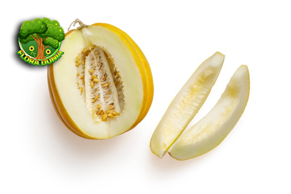 Melon Kuning Si Manis Cerah yang Bikin Lidah Happy!