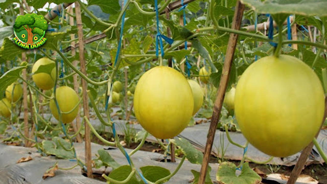 Melon Kuning Si Manis Cerah yang Bikin Lidah Happy!