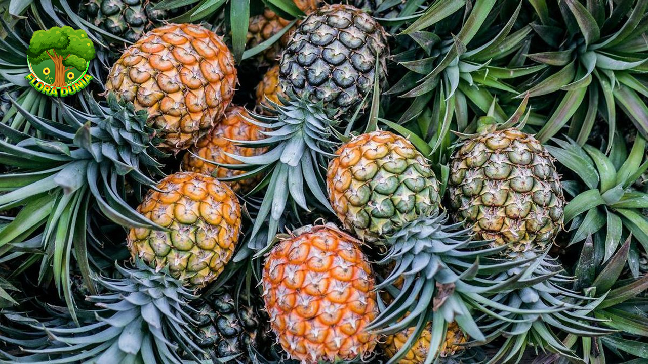Nanas: Buah Segar yang Bisa Bantu Kamu Diet Lebih Cepat!