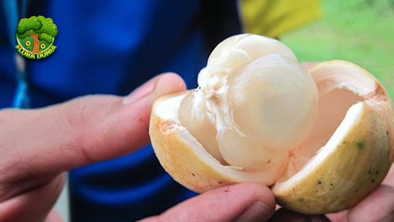 Buah Langsat Rasa Lembut yang Gak Bisa Dilupakan!