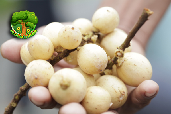 Buah Langsat Rasa Lembut yang Gak Bisa Dilupakan!