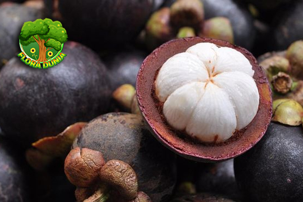 Mengulik Manfaat Buah Manggis yang Bikin Tubuh Lebih Segar