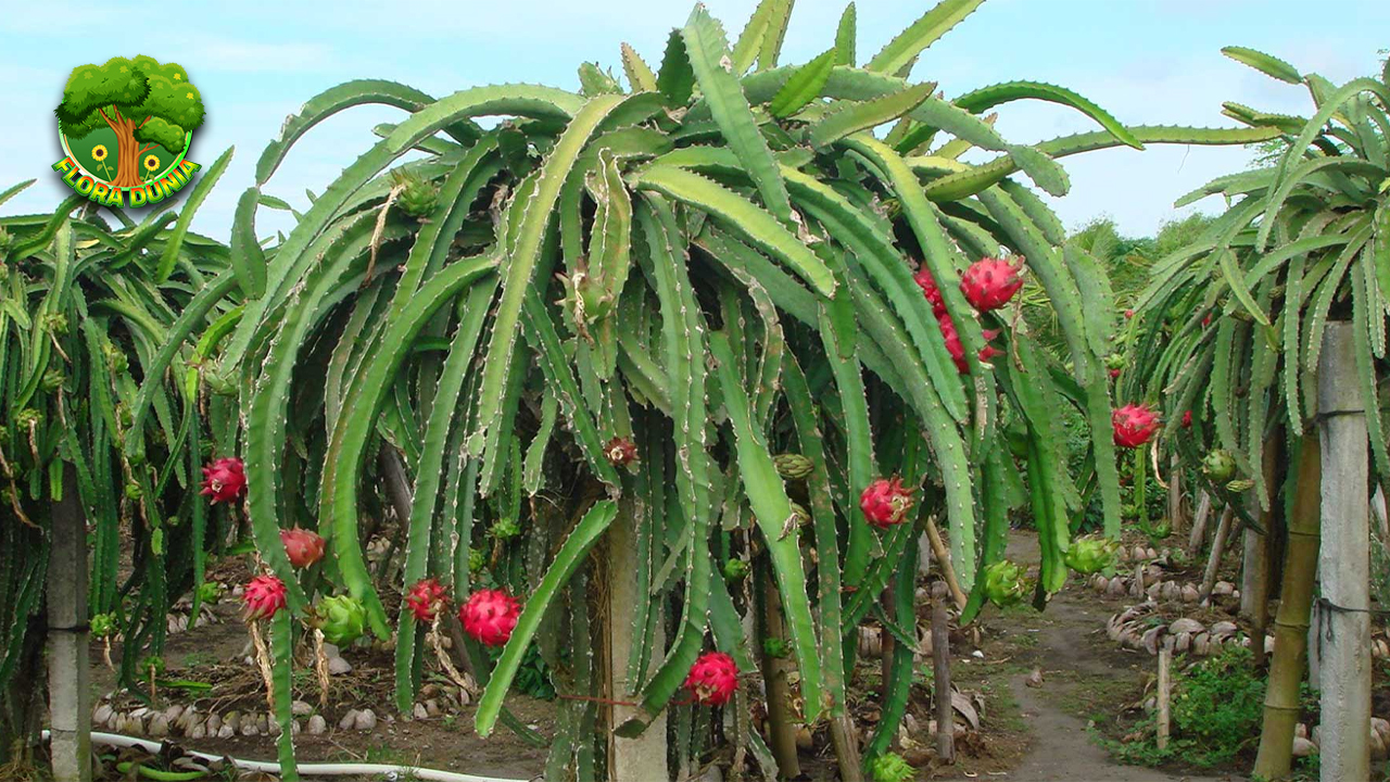 Buah Naga Si Merah Eksotis dengan Segudang Kejutan!