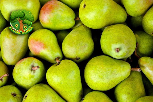 Mengupas Pesona Pear Buah Favorit yang Jarang Disangka!