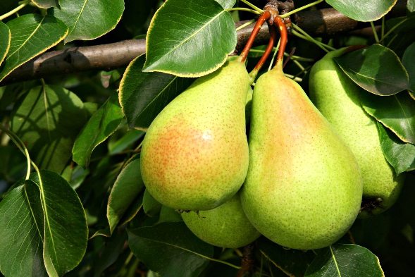 Mengupas Pesona Pear Buah Favorit yang Jarang Disangka!