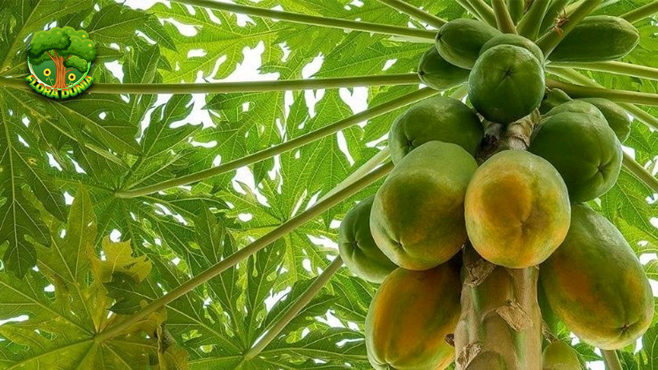Pepaya Buah Tropis yang Selalu Bikin Nagih Setiap Gigitan!