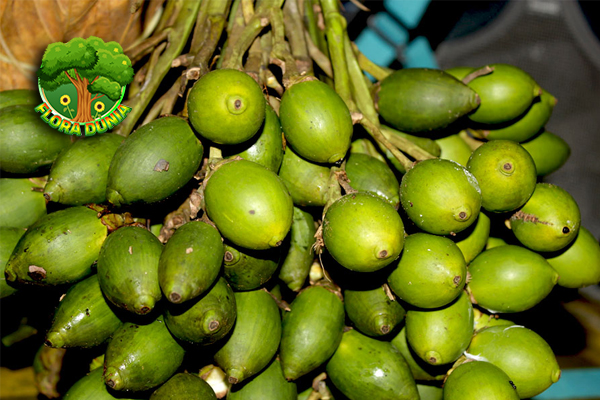 Mengenal Buah Pinang Si Kecil dengan Segudang Manfaat!