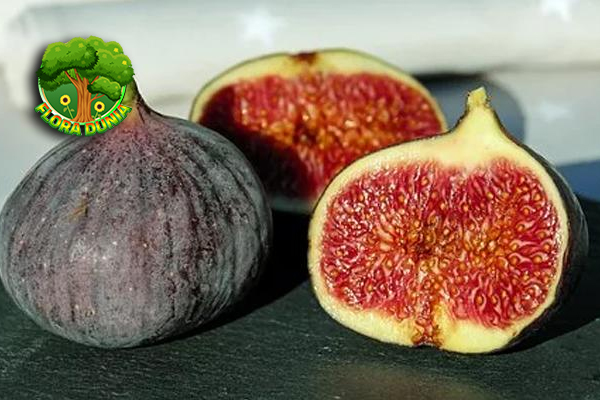 Buah Tin Manfaat Besar dari Buah yang Sering Terlupa!