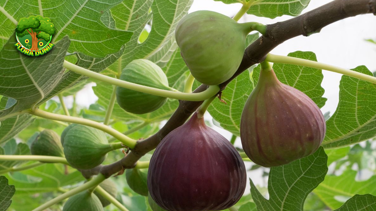 Buah Tin Manfaat Besar dari Buah yang Sering Terlupa!