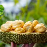 Cempedak Buah Manis dengan Khasiat dan Keunikan!