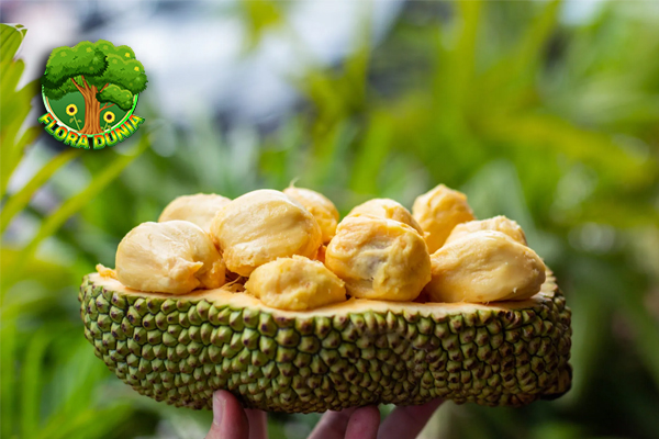 Cempedak Buah Manis dengan Khasiat dan Keunikan!