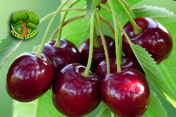 Mengupas Pesona Buah Cherry yang Bikin Ketagihan!