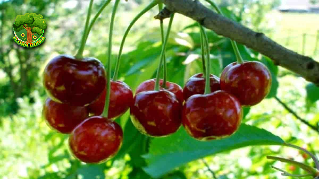 Mengupas Pesona Buah Cherry yang Bikin Ketagihan!