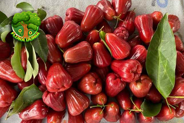 Jambu Air Segar Renyah, dan Punya Cerita Tersendiri!