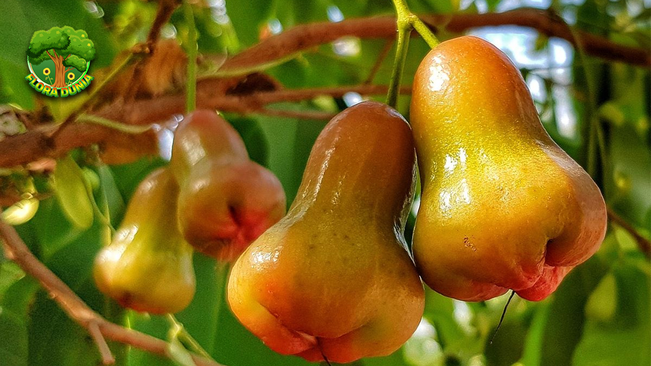 Jambu Air Segar Renyah, dan Punya Cerita Tersendiri!
