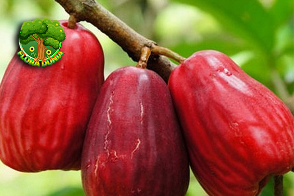 Jambu Bol Buah Segar dengan Bentuk dan Rasa yang Beda!