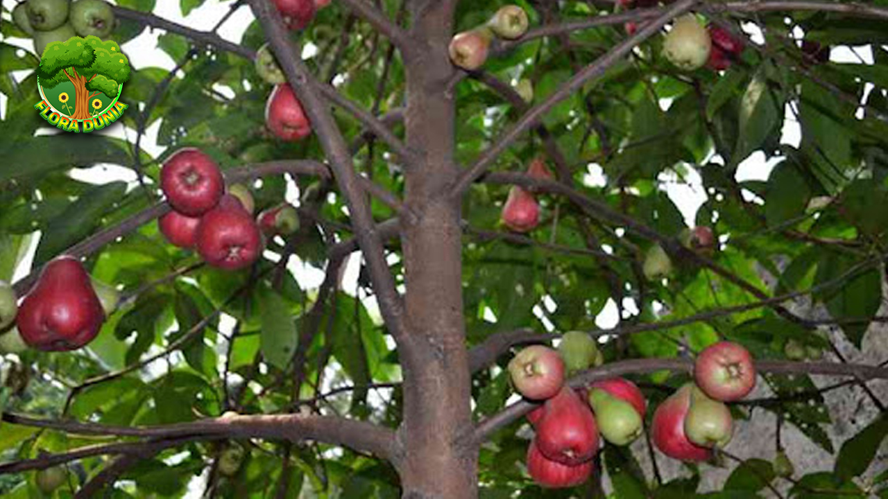 Jambu Bol Buah Segar dengan Bentuk dan Rasa yang Beda!