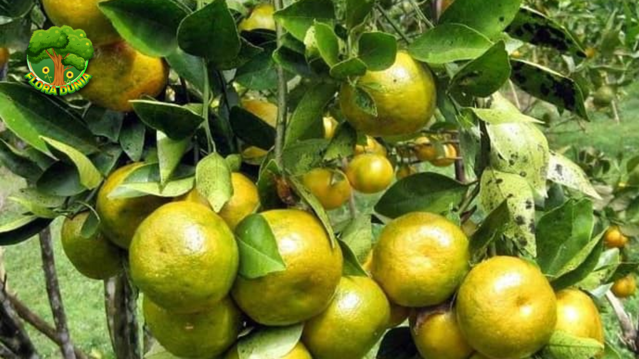 Kenali Keistimewaan Jeruk Pontianak yang Bikin Ketagihan!